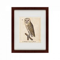 картина: one owl, 1560 в Абакане