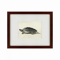 картина: a hand-painted illustration of a burmese roofed turtle, 1873 в Абакане