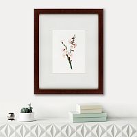 картина: apricot flower (prunus armeniaca), 1832 в Абакане