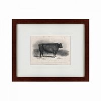 картина: a devon bull, 1849 в Абакане
