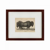 картина: bison, 1828 в Абакане