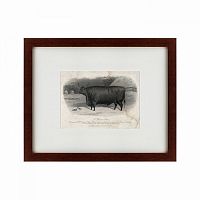 картина: a devon steer, 1869 в Абакане