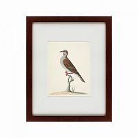 картина: the brown bird в Абакане