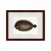 картина: sole fish, 1722 в Абакане
