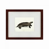 картина: a hand-painted illustration of an arakan forest turtle, 1872 в Абакане