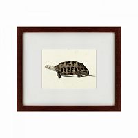 картина: a hand-painted illustration of an elongated tortoise, 1873 в Абакане