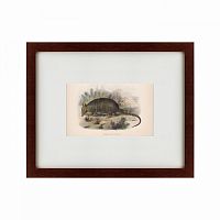 картина: armadillo, 1860 в Абакане