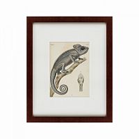 картина: chameleon, 1706 в Абакане