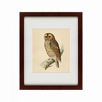 картина: brown owl, 1760 в Абакане