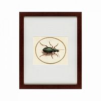 картина: beetle, 1700 в Абакане